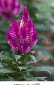 Pin On Cut Flower Garden