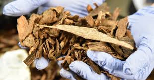 Foreigners travel to the philippines and hike to remote villages seeking help to find the rare tree. Boc Busts P2 4 M Agarwood In Pasay Warehouse Philippine News Agency
