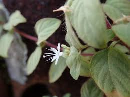 Image result for Virectaria