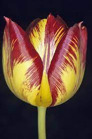 Tulip Digital Botanic Garden English Florists Tulip Tulipa Sp Expensive Flowers Tulip Flower Pictures Beautiful Flowers Garden