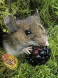 I have been told that mice are lactose intolerant but the results speak for themselves! Pin On Hand Of God