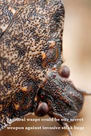 Black And White Tegu Lizard Sc Samurai Wasps Could Be Our Secret Weapon Against Invasive Stink Bugs Stink Bugs Brown Marmorated Stink Bug Bugs