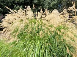 Image result for Miscanthus sinensis