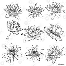 Si tratta di un fiore che troviamo in asia come unico esemplare appartenente alla famiglia delle nelumbonaceae. Fiori Di Loto Fiori Di Giglio Floreale Acqua Botanica Set Vettore Stock Crushpixel