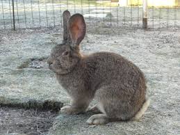Un gros cul bien plein, bien pommé. Lapin Geant Des Flandres Origine Caracteristiques Prix Ooreka