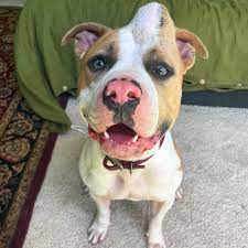 🦄🍓Meet Strawberry!🍓🦄 She is a 2 year old pittie mix that we rescued from being euthanized😭 When we saw her shelter picture on @iloverescue's page, her skin was bright pink with infection,