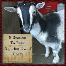 9 Reasons Why You Need Nigerian Dwarf Goats Farming My Backyard Dwarf Goats Nigerian Dwarf Goats Goats