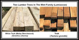 Image result for Gmelina