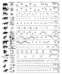 Tierspuren im frisch gefallenen schnee sind so etwas wie die tageszeitung der natur. 50 Tierspuren Ideen Tierspuren Kinder Tiere