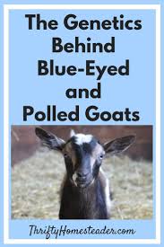 The Genetics Behind Blue Eyed And Polled Goats The Thrifty Homesteader Goats Goat Health Goat Care