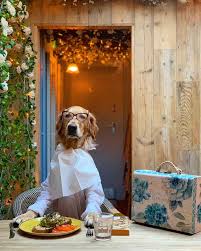 Acikinca Ben Golden Retriever Kopek Fotograf