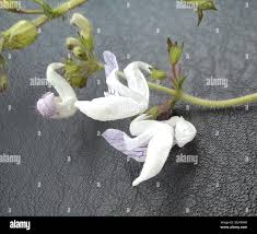 Image result for Equilabium laxiflorum