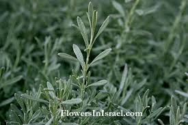 Image result for Lavandula angustifolia Vera