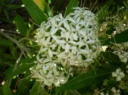 Image result for Pavetta uniflora