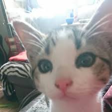 Health and fitness influencer + sacred soul guide + business coach and. Angela Grace Bristow On Twitter Happy Valentine S Day To Every Animal And Some Humans