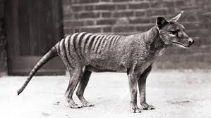 The thylacine, a marsupial that looked like a cross between a wolf, a fox, and a large cat, is believed to have gone. Thylacine Search Hunt For Elusive Tasmanian Tiger Long Thought Extinct Ramped Up After Recent Sightings World The Times