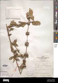 Image result for Lippia abyssinica