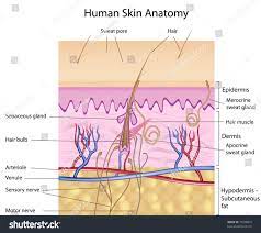 The human skin is the outer covering of the body and is the largest organ of the integumentary system.the skin has up to seven layers of ectodermal tissue and guards the underlying muscles, bones, ligaments and internal organs. Human Skin Anatomy Detailed And Accurate Royalty Free Stock Photo 72598873 Avopix Com