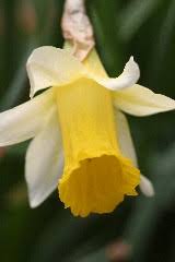 This is the newest place to search, delivering top results from across the web. Native British Wild Flower Calendar