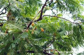 Image result for Parkia