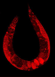 Check spelling or type a new query. Multicellular Organism Wikipedia