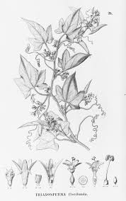 Image result for Cayaponia