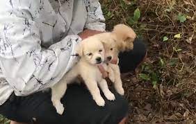The Three Puppies Lost Their Mother For Many Days In The, 60% OFF