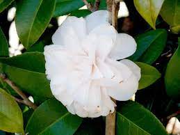 Check spelling or type a new query. Georgia Backyard Nature Flowering Shrubs