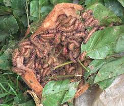 Image result for Chaetocarpus africanus