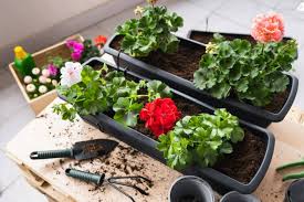 Image result for foto muškáty