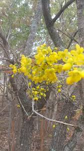 Image result for Ochna arborea