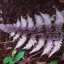 Image result for Athyrium newtonii