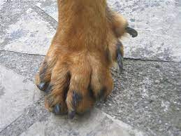 Dewclaws On The Hind Legs Natural History
