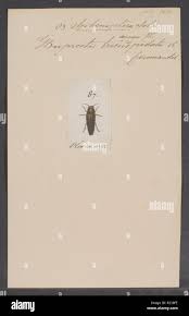 Image result for Polygala sphenoptera