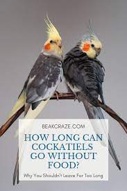 How Long Can Cockatiels Go Without Food Beak Craze