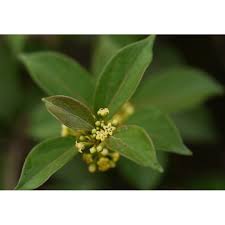 Image result for Marsdenia sylvestris