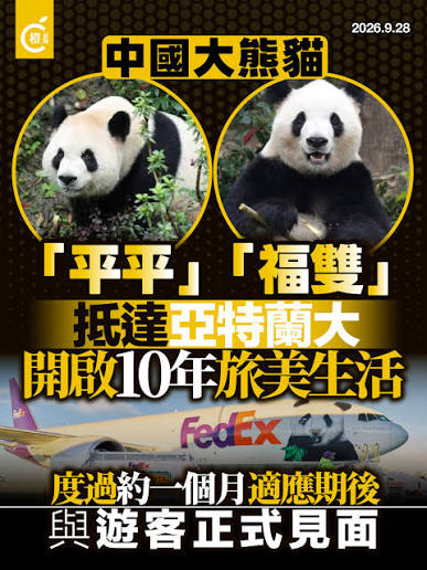 🔥 大熊猫“平平”“福双” 启程前往美国亚特兰大动物园