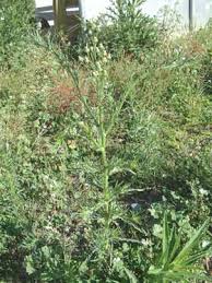 Image result for Erigeron bonariensis