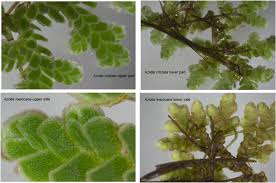 Image result for Azolla
