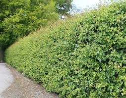 People interested in pokok renek also searched for. Apa Pokok Renek Yang Boleh Anda Buat Lindung Nilai Hedge Apa Yang Lebih Baik Dibuat