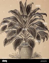 Image result for Dissotis ruandensis