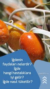 Igdenin Faydalari Nelerdir Igde Hangi Hastaliklara Iyi Gelir Igde Nasil Tuketilir Dogal Tedaviler Saglik Saglikli