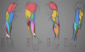Learning muscles is hard enough without dealing with those crazy convoluted latin names. Clip Studio Paint Twitterissa Artist Dani Puente Explains How To Draw An Anatomically Correct Arm Including Its Proportions Muscle Names How Bones Muscles Move When Raised Or Rotated Https T Co Mqlfoq1gx6 Https T Co W7b3rll1ic