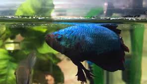 Mancing ikan cupang liar di alam dapat cupang terbesar di dunia mohon dukung terus channel ini ya mas bro mbak bro, agar channel ini dapat berkembang jauh lebih besar lagi. Ikan Cupang Terbesar Di Dunia Yang Pernah Terlihat Cupang Sehat