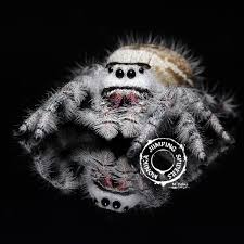 Check spelling or type a new query. Monika Jumping Spiders Home Facebook
