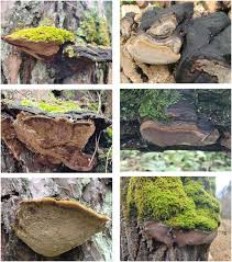 Image result for Phellinus rimosus