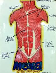 The external abdominal oblique muscle is the largest and most superficial for example, the right internal oblique and the left external oblique contract as the torso flexes and rotates to bring the left shoulder towards the right hip. Diagram Of Muscles Of Human Torso By Invadermeghan On Deviantart