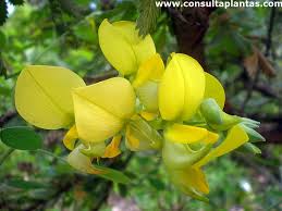 Image result for Rotala capensis