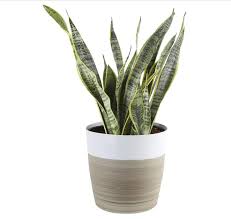 This tropical shrub makes an attractive indoor tree with glossy leaflets that spiral out like spokes on a wheel. 18 Best Indoor Trees Large Indoor Plants For Every Room In Your Home