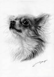 Pin By Hello Soy On Risunok Chihuahua Drawing Chihuahua Art Animal Drawings